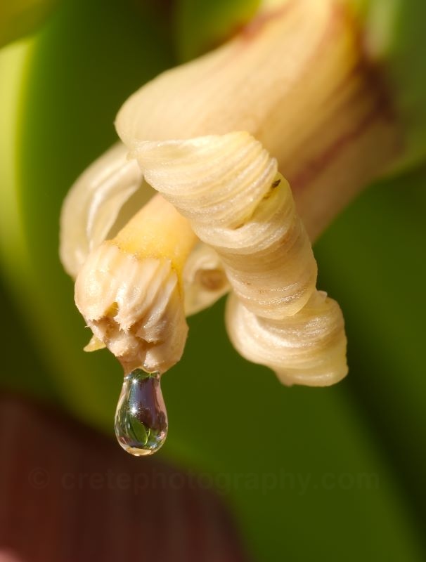 Female banana flower with nectar droplet